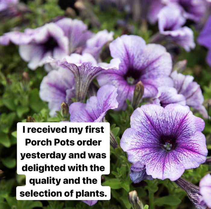 Purple petunias with customer testimonial